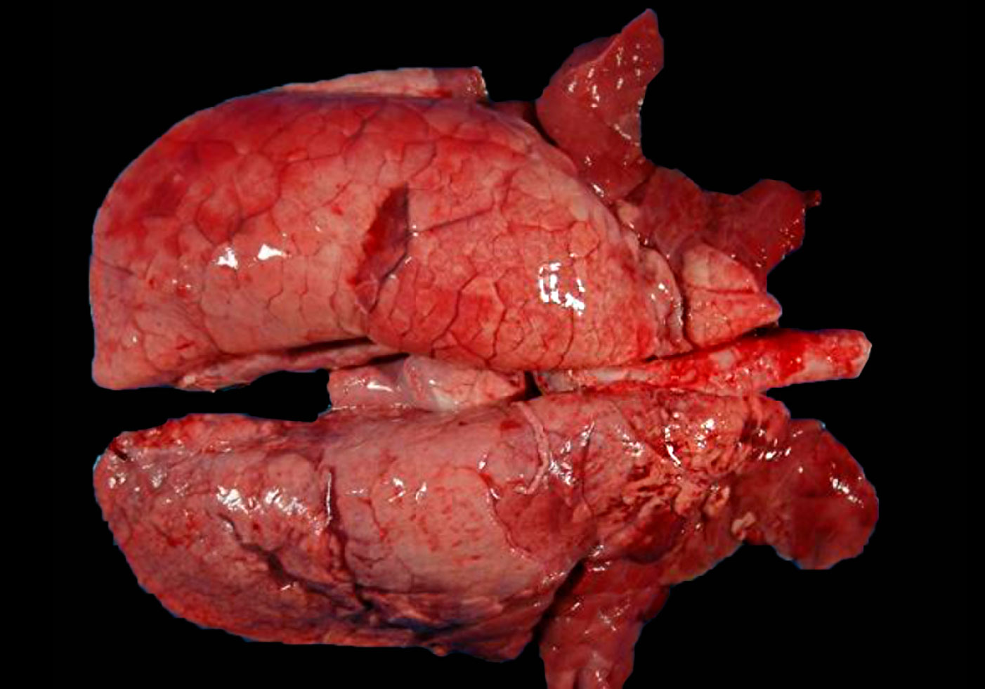 Pig lung with co-infection of M. hyopneumoniae and SIV